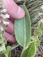 Veronica plantaginea