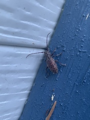 Plectrura spinicauda