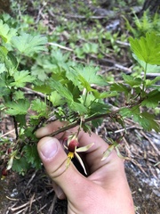 Ribes marshallii