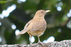 Turdus grayi
