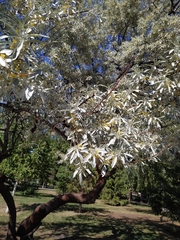 Elaeagnus angustifolia