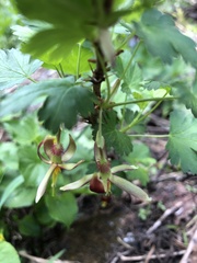 Ribes marshallii