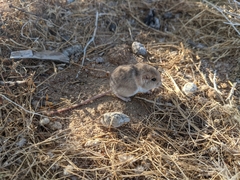 Perognathus longimembris