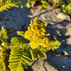 Tanacetum bipinnatum