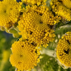 Tanacetum bipinnatum