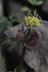 Sanicula saxatilis