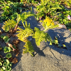 Tanacetum bipinnatum