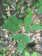 Ligusticum canadense