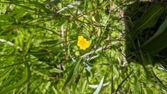 Erythranthe primuloides
