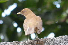 Turdus grayi