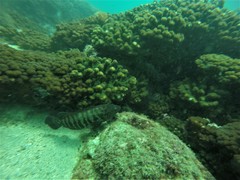 Cephalopholis panamensis