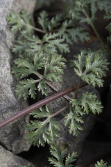 Sanicula saxatilis