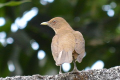 Turdus grayi