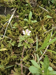 Geranium sibiricum