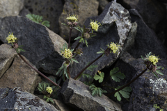 Sanicula saxatilis