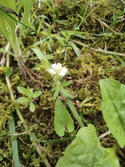 Geranium sibiricum