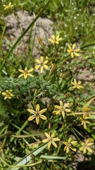 Triteleia ixioides