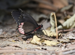 Parides erithalion trichopus