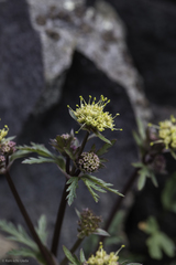 Sanicula saxatilis