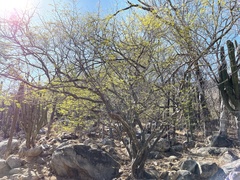 Chloroleucon mangense