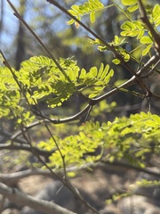 Chloroleucon mangense