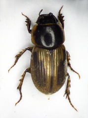 Melinopterus sphacelatus