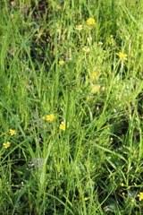Juncus atratus