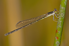 Agriocnemis rubricauda