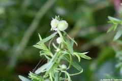 Rhopalomyia gemmaria