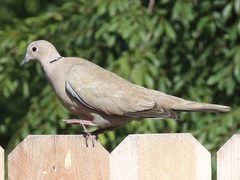 Streptopelia decaocto