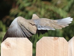 Streptopelia decaocto