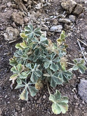 Pediomelum megalanthum