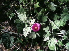 Sphaeralcea ambigua rosacea