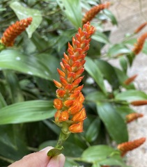 Elleanthus hymenophorus