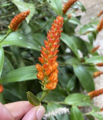 Elleanthus hymenophorus