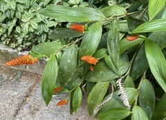 Elleanthus hymenophorus