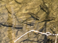 Rhinichthys atratulus