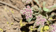 Calyptridium monospermum