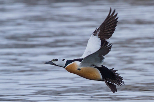 Steller's Eider, photo 4 of 10