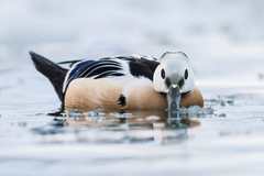 Steller's Eider photo 4