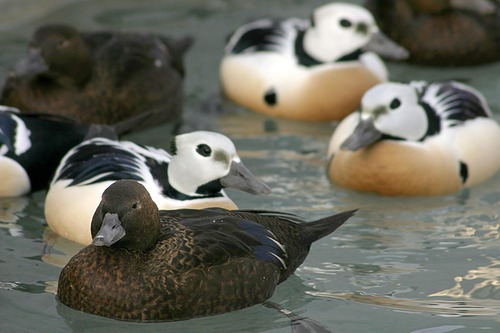 Steller's Eider, photo 8 of 10