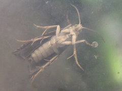 Grapholita delineana