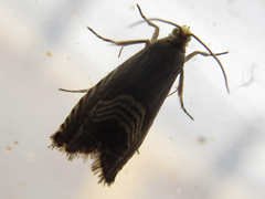 Grapholita delineana