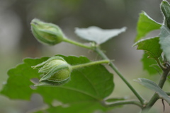 Malvaviscus arboreus