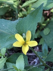 Viola lobata integrifolia