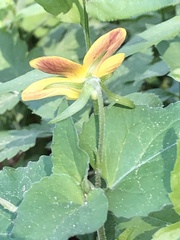 Viola lobata integrifolia