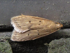 Brachmia modicella