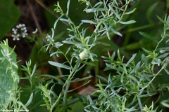 Rhopalomyia gemmaria