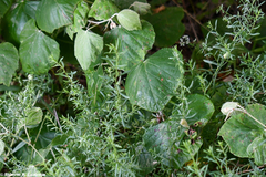 Rhopalomyia gemmaria