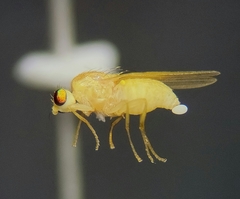 Chyromya